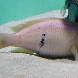 Barber Perch (Caesioperca rasor) November 8, 2025