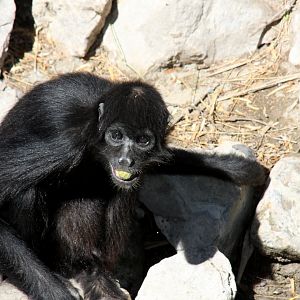Peruvian spider monkey (Ateles chamek)