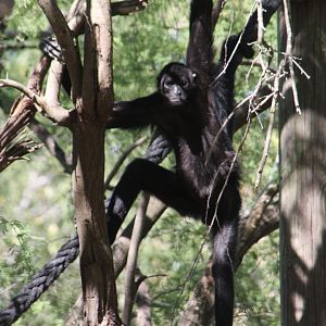 Peruvian spider monkey (Ateles chamek)