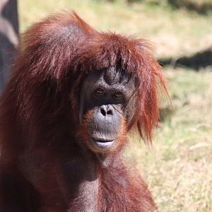 Sumatran orangutan (Pongo abelii)
