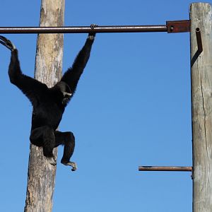 pileated gibbon (Hylobates pileatus)