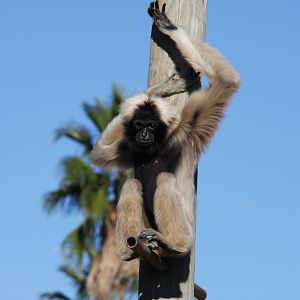 pileated gibbon (Hylobates pileatus)