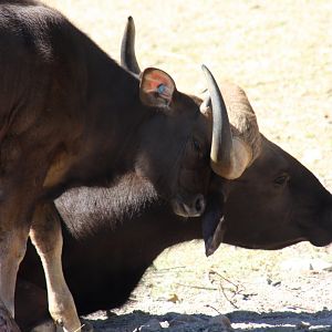 Indian gaur (Bos gaurus)