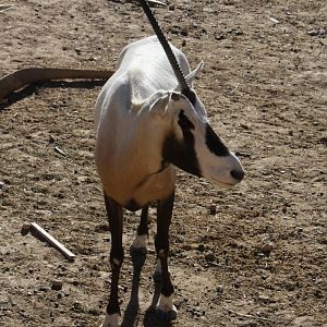 Unicorn Arabian oryx (Oryx leucoryx)