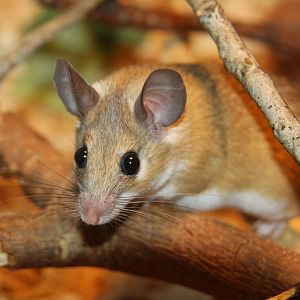 Cairo spiny mouse (Acomys cahirinus)