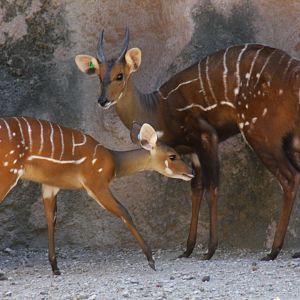 West African bushbuck (Tragelaphus scriptus scriptus)