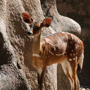 West African bushbuck (Tragelaphus scriptus scriptus)