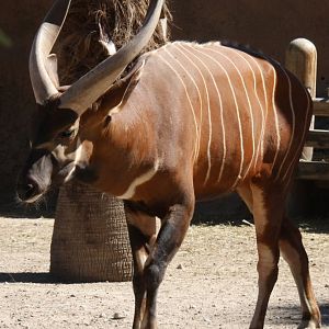 bongo (Tragelaphus eurycerus)