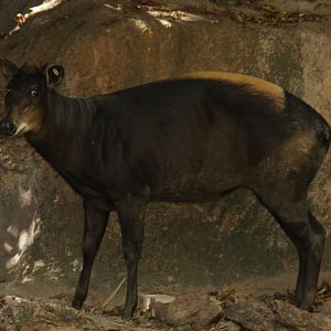 yellow-backed duiker (Cephalophus silvicultor)