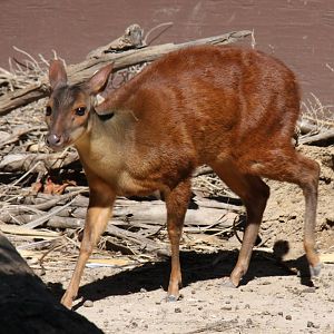 Central American red brocket (Mazama temama)