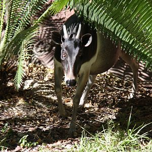 Jentink's duiker (Cephalophus jentinki)