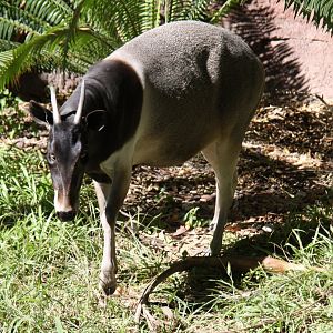 Jentink's duiker (Cephalophus jentinki)
