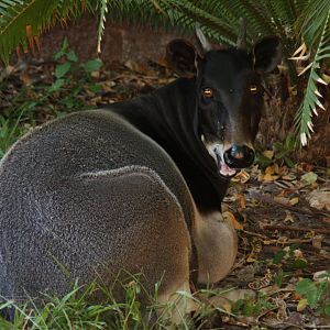 Jentink's duiker (Cephalophus jentinki)