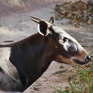 Jentink's duiker (Cephalophus jentinki)
