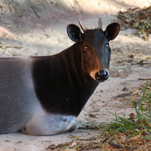 Jentink's duiker (Cephalophus jentinki)