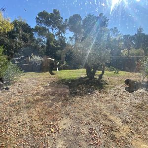 2nd view of Iberian lynx enclosure