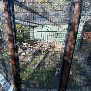 1st European mink enclosure