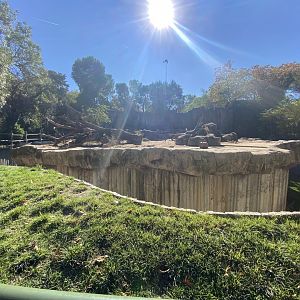 European brown bear enclosure