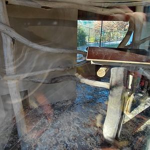 Patas monkey indoor exhibit