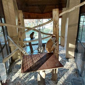 Patas monkey indoor exhibit