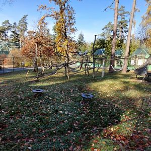 Patas monkey outdoor exhibit