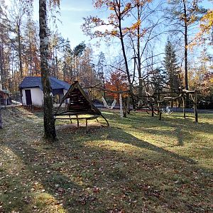 Patas monkey outdoor exhibit