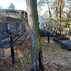 Tortoise + callitrichid outdoor exhibits