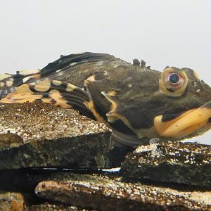 Shorthorn Sculpin (Myoxocephalus scorpius) November 8, 2025