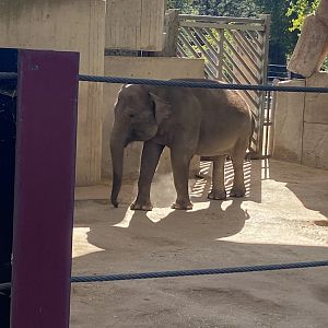 Sumatran elephant image 2