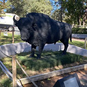 Bison statue