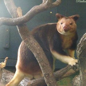Tree Kangaroo 2 November 2025