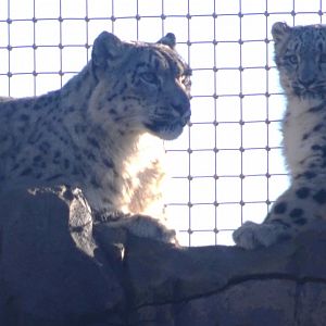 Snow Leopards 2 November 2025