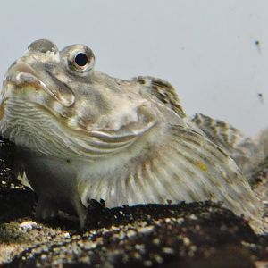 Arctic Staghorn Sculpin (Gymnocanthus tricuspis) November 8, 2025