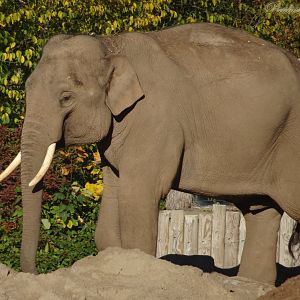 Asian Elephant Anjan 2 November 2025