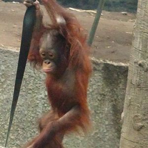 Bornean orangutan 2 November 2025