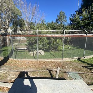 Black and white-ruffed lemur enclosure