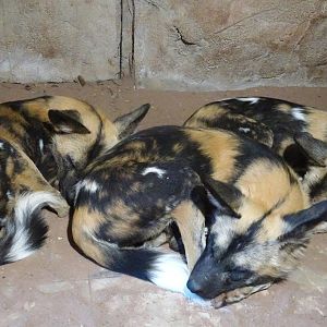 Sleeping African Hunting Dogs  2 November 2025