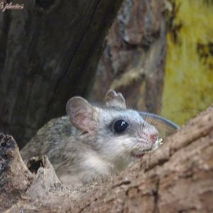 Acacia rat 2 November 2025