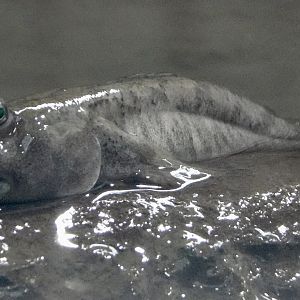 Shuttles Hoppfish (Periophthalmus modestus) November 8, 2025