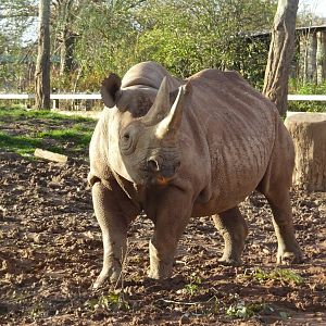 Black Rhino 2 November 2025