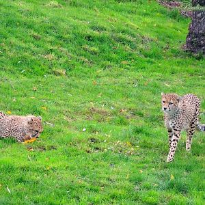Northeast African Cheetah brothers 2 November 2025