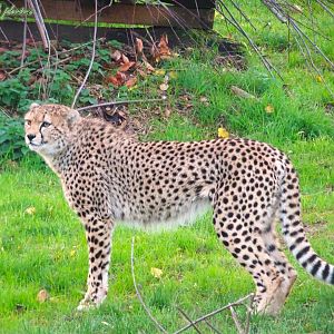 Northeast African Cheetah 2 November 2025
