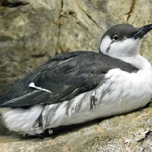 Common Murre (Uria aalge) November 8, 2025