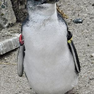 Little Penguin (Eudyptula minor) November 8, 2025