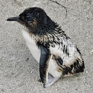 Little Penguin (Eudyptula minor) November 8, 2025