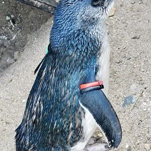 Little Penguin (Eudyptula minor) November 8, 2025