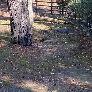 Wild Iberian red squirrel
