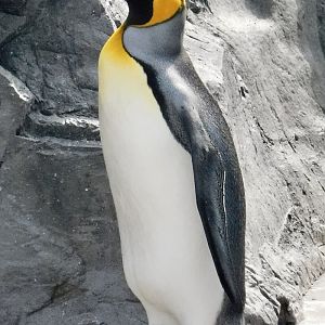 King Penguin (Aptenodytes patagonicus) November 8, 2025