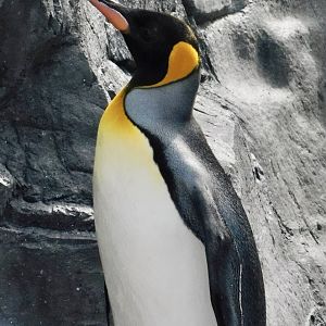 King Penguin (Aptenodytes patagonicus) November 8, 2025
