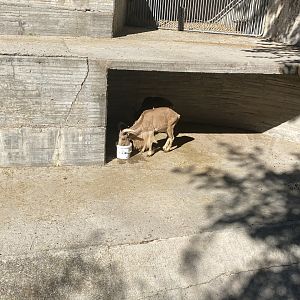 Barbary sheep enclosure